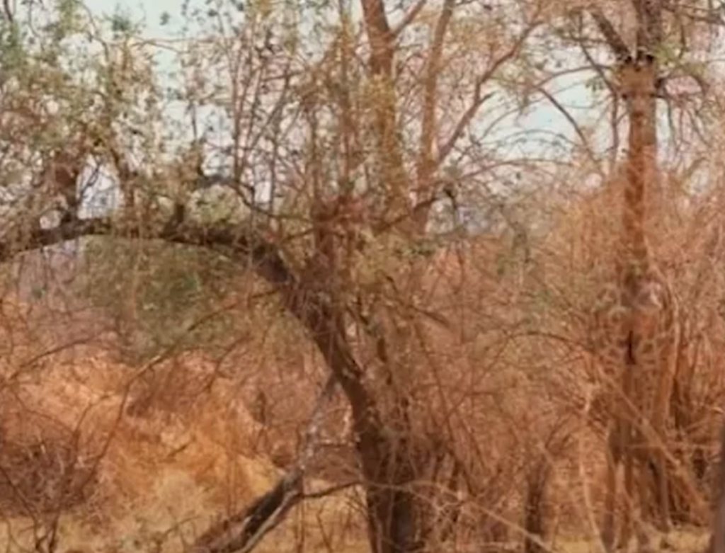 One of the most well-known types of visual puzzles involves hiding animals such as deer, owls, or giraffes among dense tree trunks and forest scenery