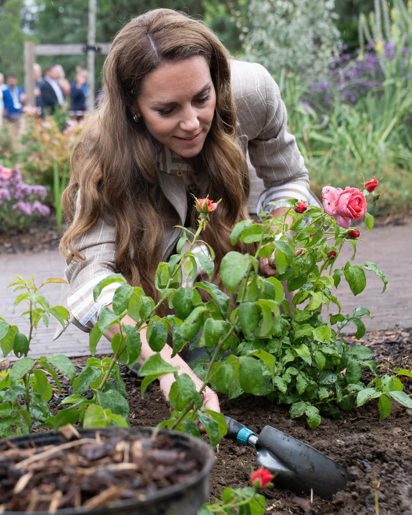 Kate Middleton kneeling while planting roses in a hospital garden.