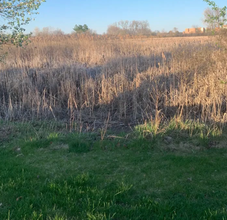 Another widely used style places animals like rabbits, cats, or birds within thick grass, leafy ground cover, or bushy shrubs