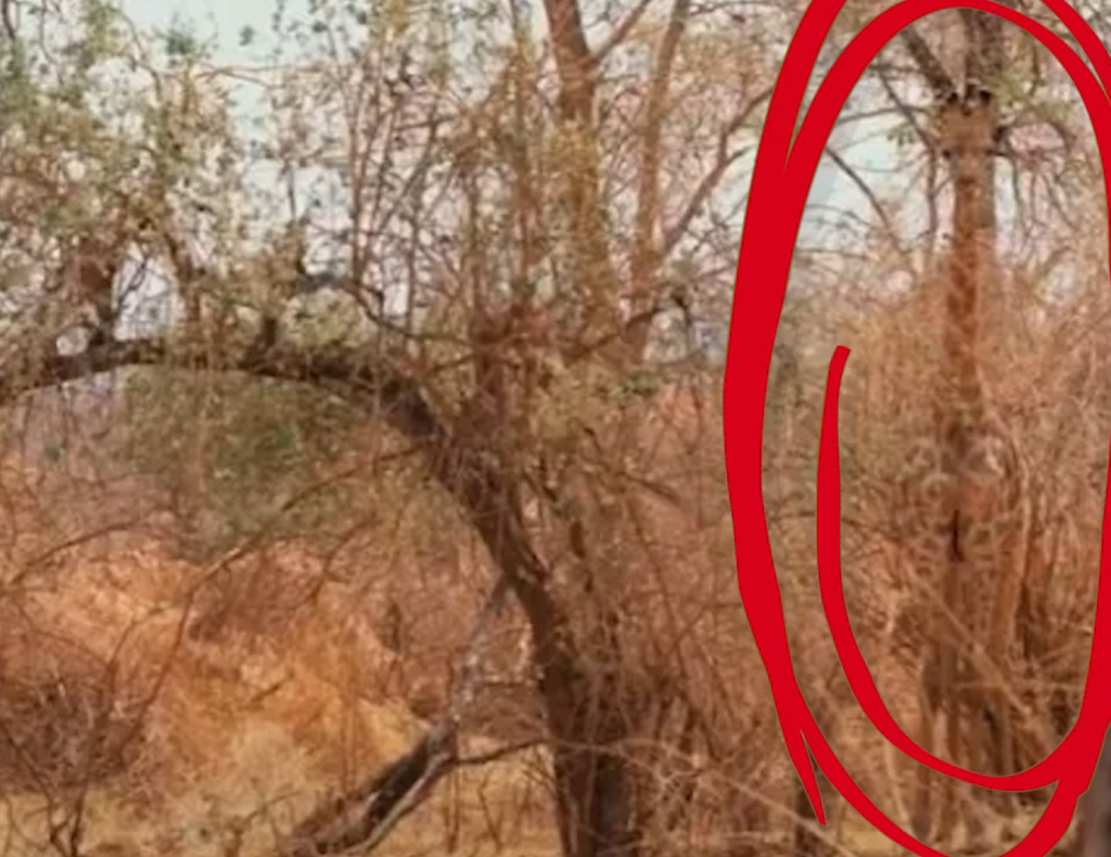 One of the most well-known types of visual puzzles involves hiding animals such as deer, owls, or giraffes among dense tree trunks and forest scenery