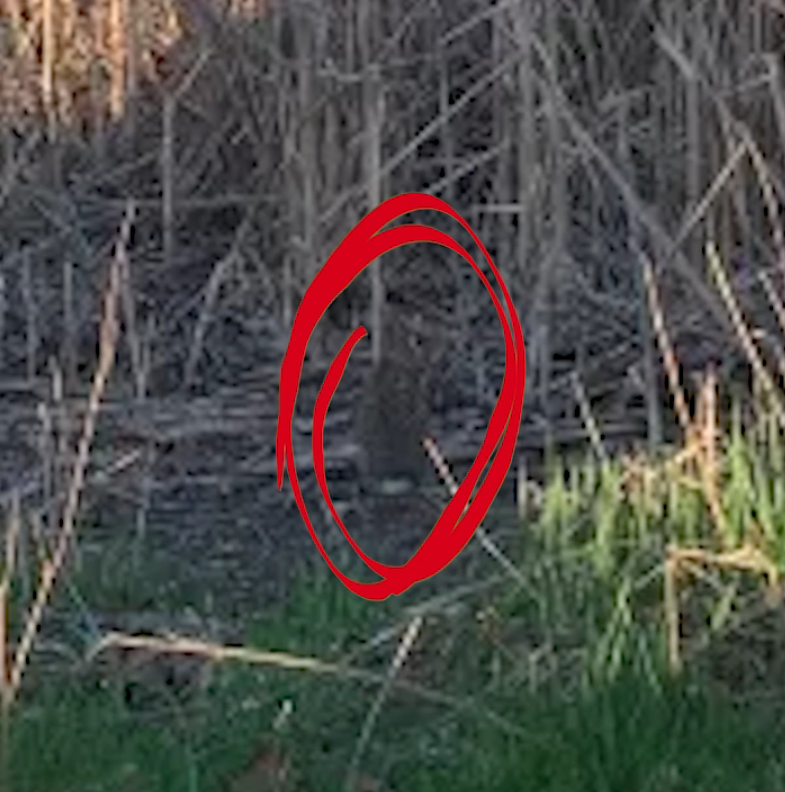 Another widely used style places animals like rabbits, cats, or birds within thick grass, leafy ground cover, or bushy shrubs
