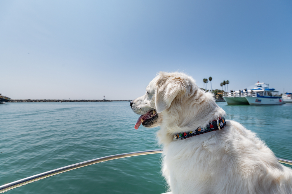 Golden Retriever on a boat in harbor
