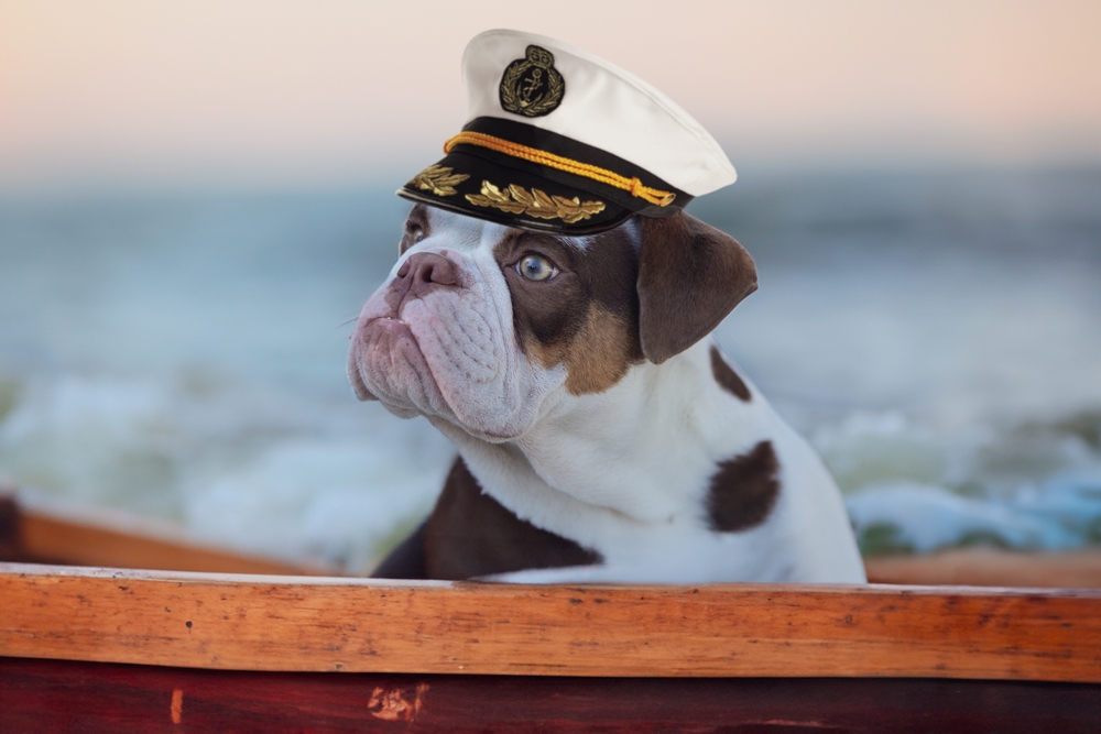 A dog wearing a captain's hat on a boat
