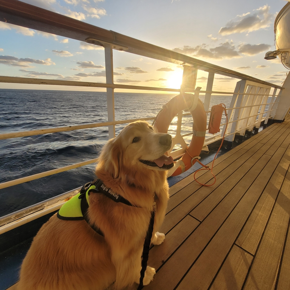 Golden Retriever Service Dog Enjoying a Scenic Ship Journey
