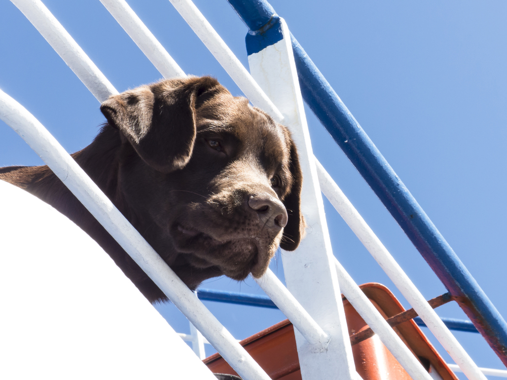 Tan and white mixed breed dog on boat in harbor looking back at camera smiling with young boy wearing a life jacket nearby enjoying the summer on the water
