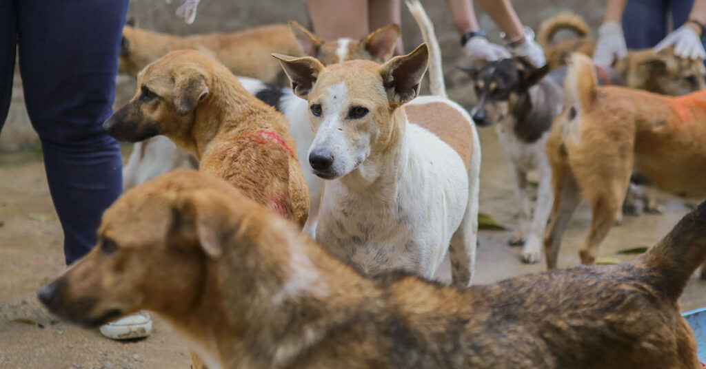 In the Land of the Strays: A Haven for Abandoned Dogs - Featured image