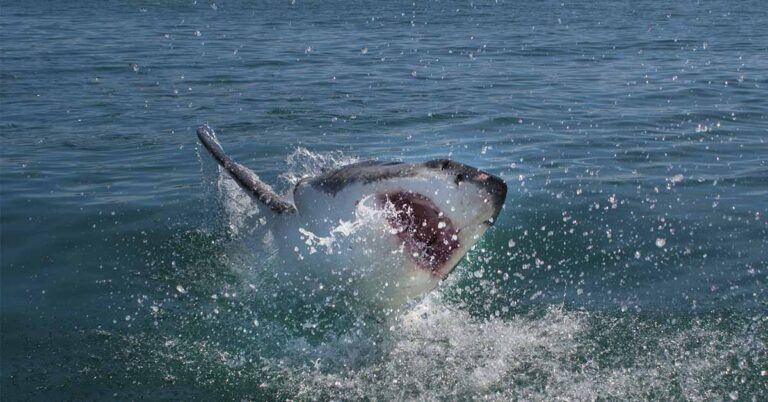 Brother Jumps Into Ocean to Rescue Sister From 9-Foot Shark - Featured image