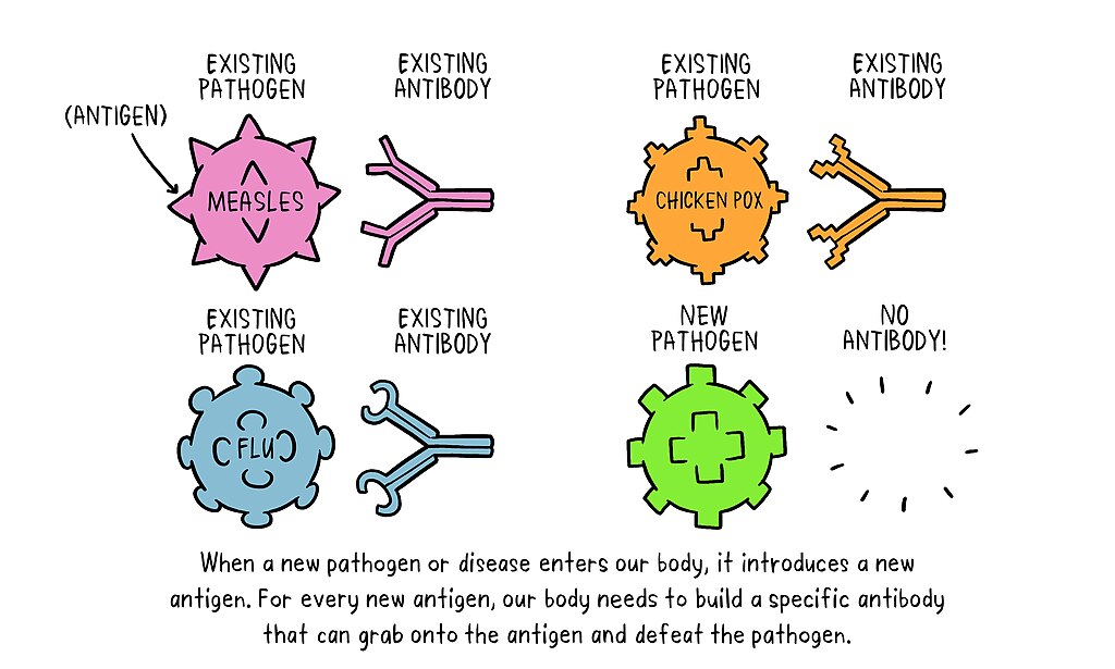 WHO diagram showing how vaccines train the immune system to recognize pathogens like measles and chicken pox, creating antibodies that protect against future infections.