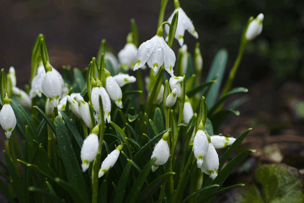 funeral flowers