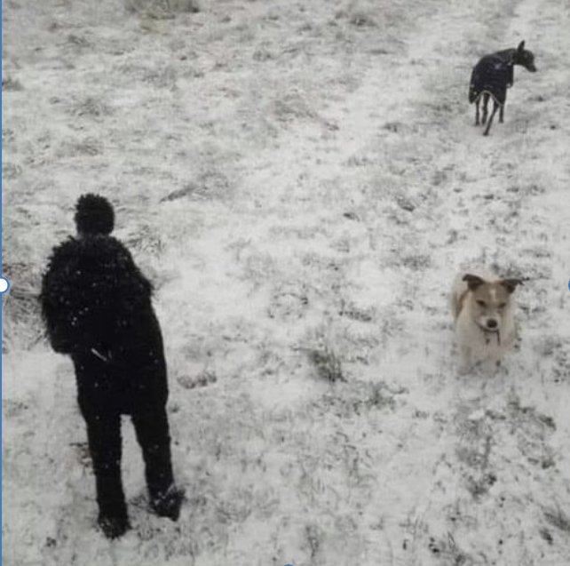 Optical illusion of dogs