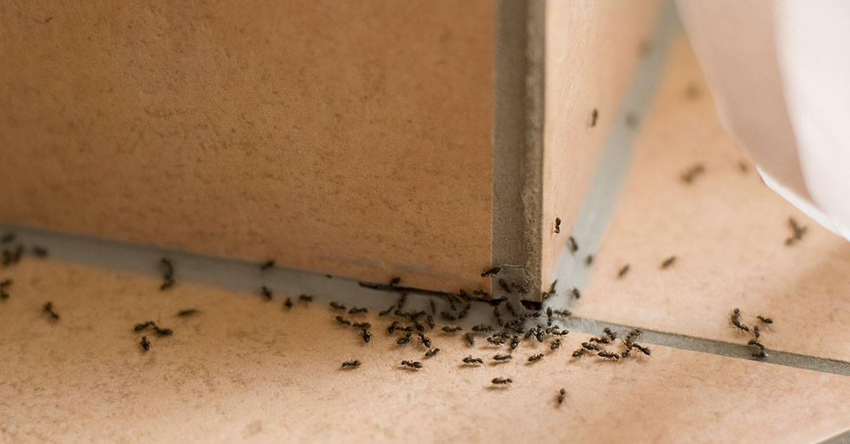 What The Universe Is Trying to Tell You When Ants Invade Your Home