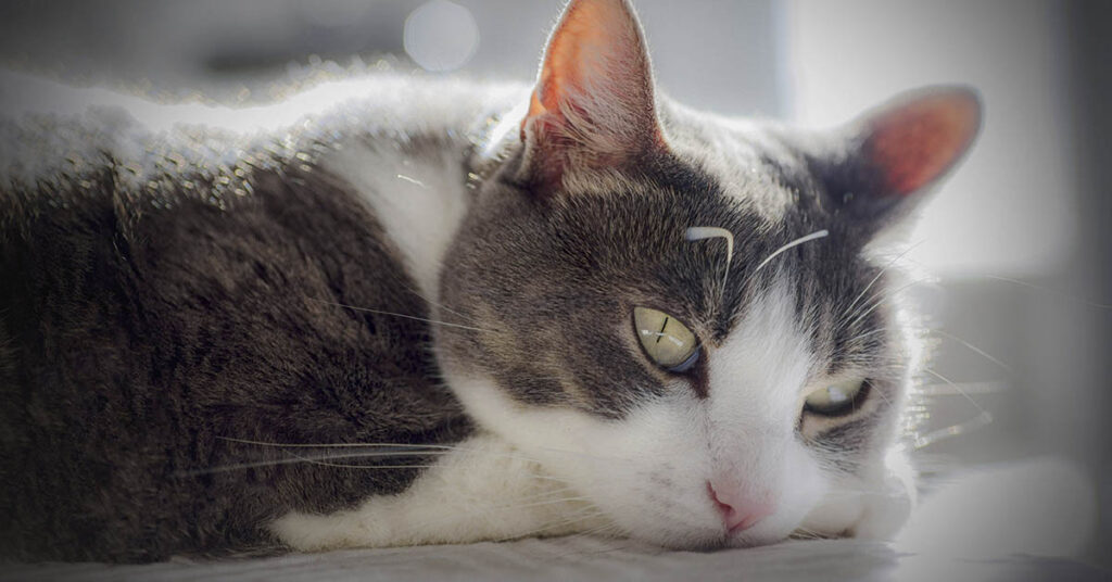 6 Animal Rescue Stories That Will Restore Your Faith in Humanity - Featured image