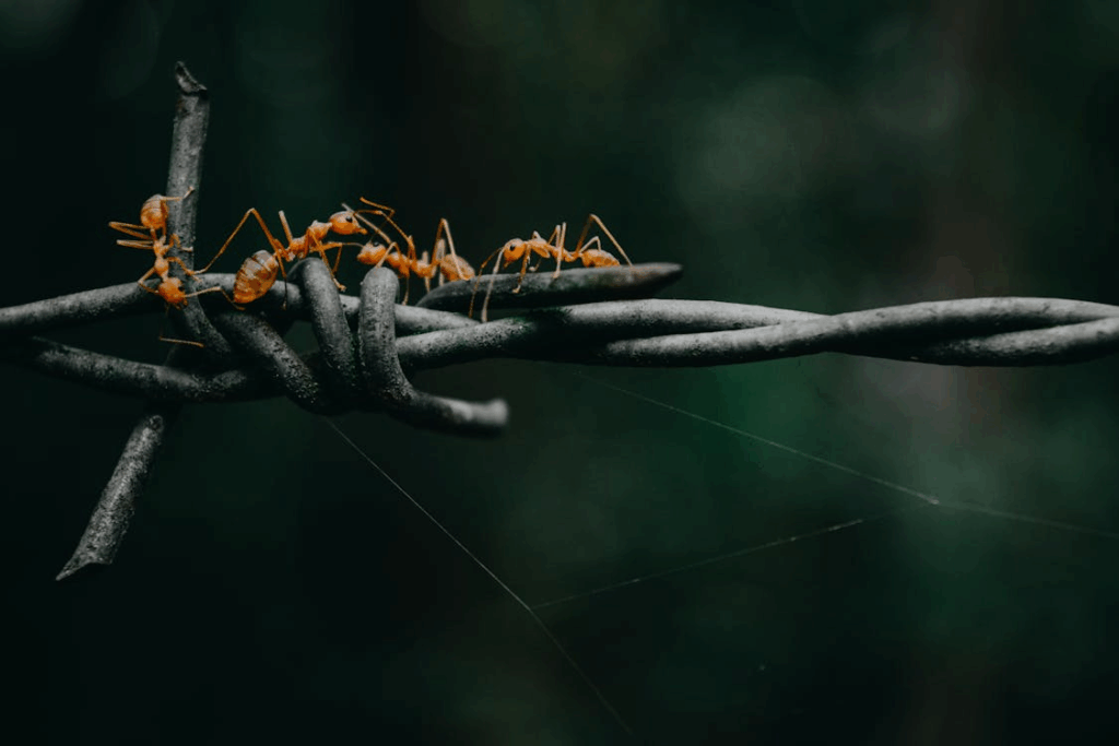 Ants Walking Along Metal Wire