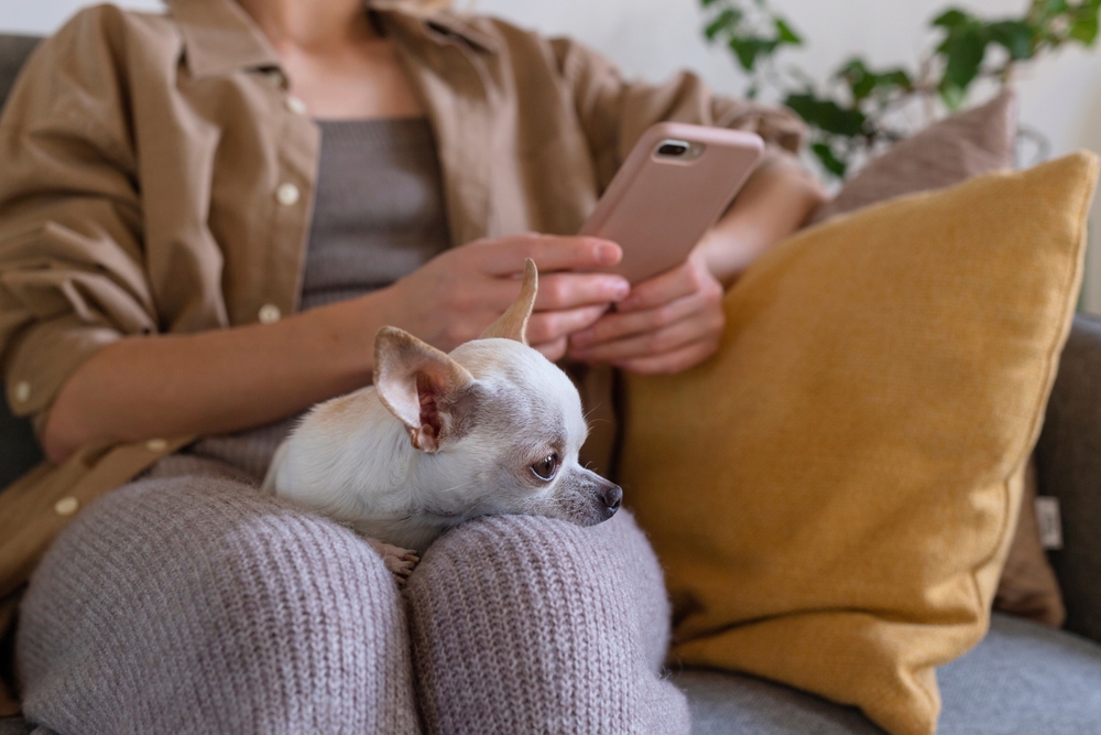 Small dog sitting on lap of woman using vet app on phone.
