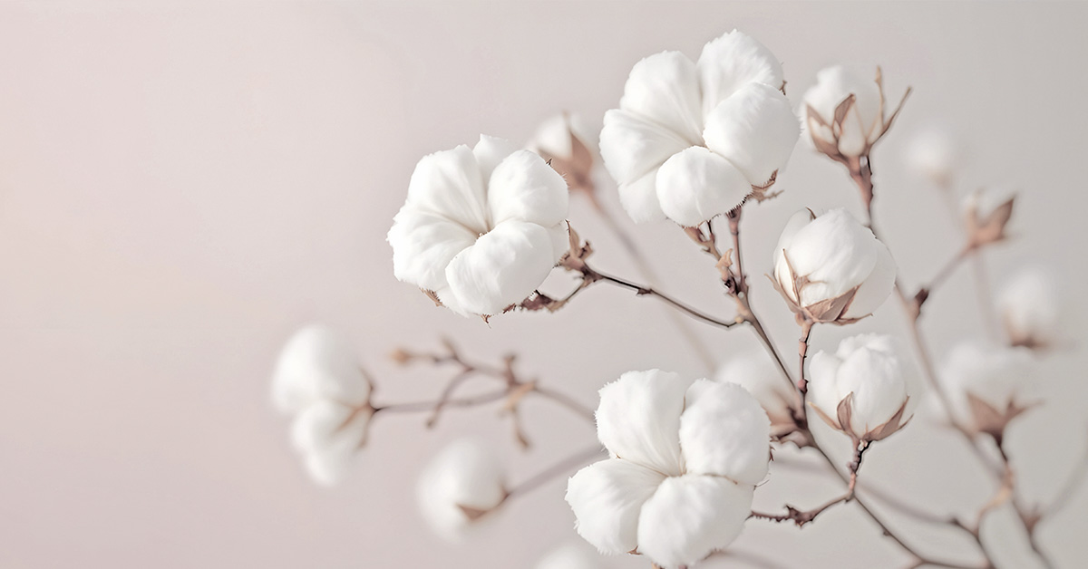 Cotton plant