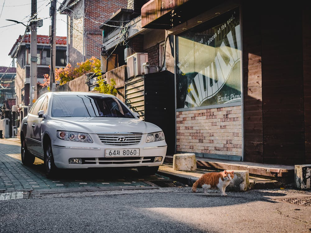 Caption: Animals that cross your path or act oddly may carry quiet messages from the natural world. Image credit: Pexels