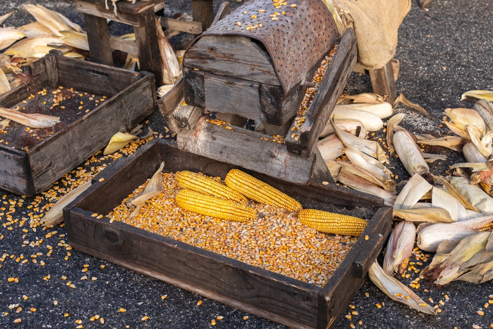 Old corn sheller, corn flake machine, grater tool, corncobs.