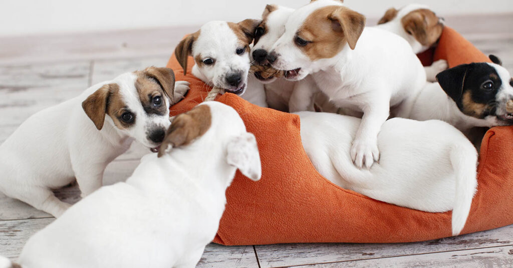 Exercise Your Eyes! How Many Dogs Do You See? - Featured image