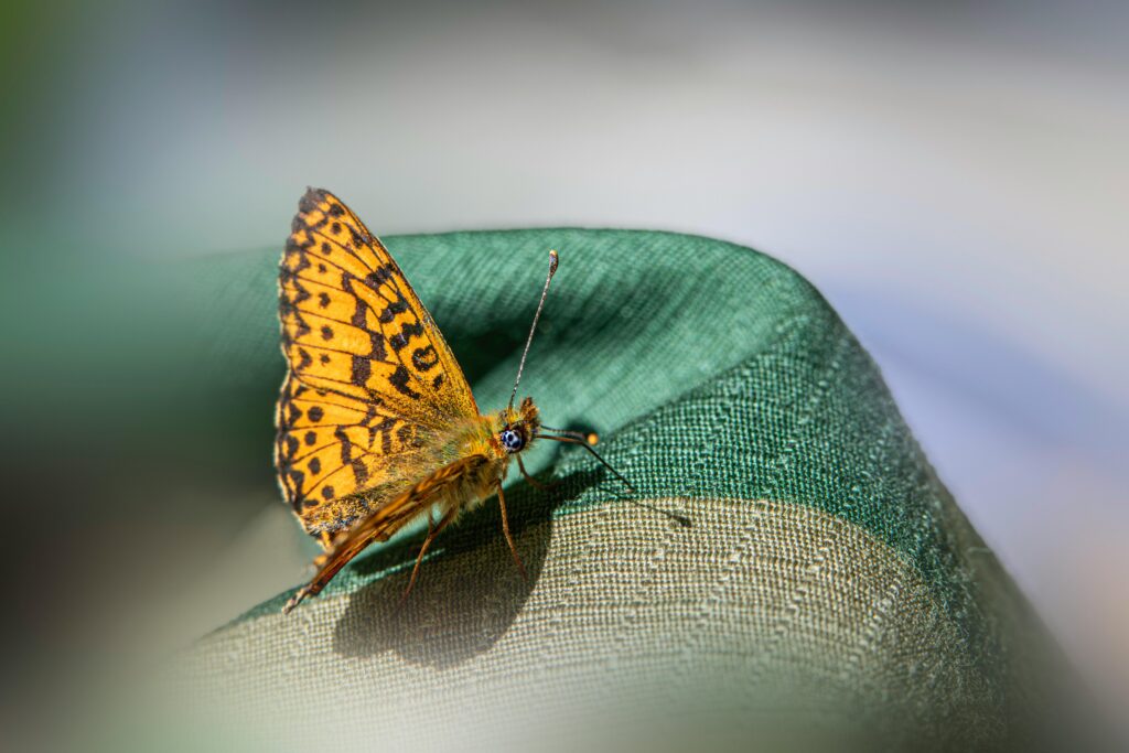 An orange and black fritillary butterfly perches on the edge of teal fabric, wings upright, casting a small shadow on the woven material.