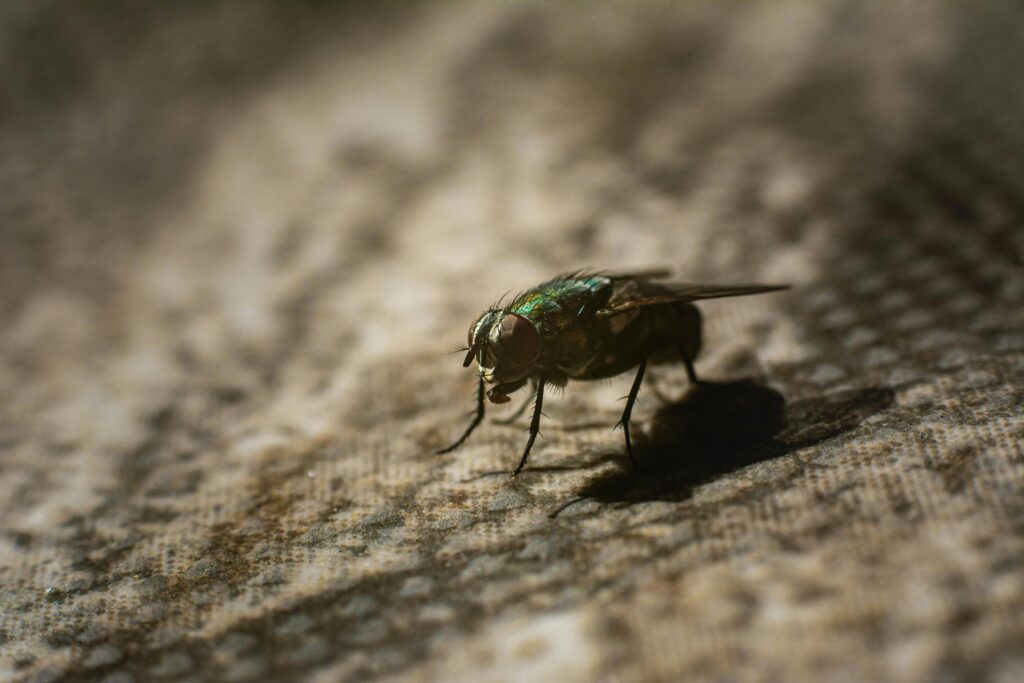 A fly stands on beige textured fabric in warm light, its iridescent body and compound eyes in sharp focus.