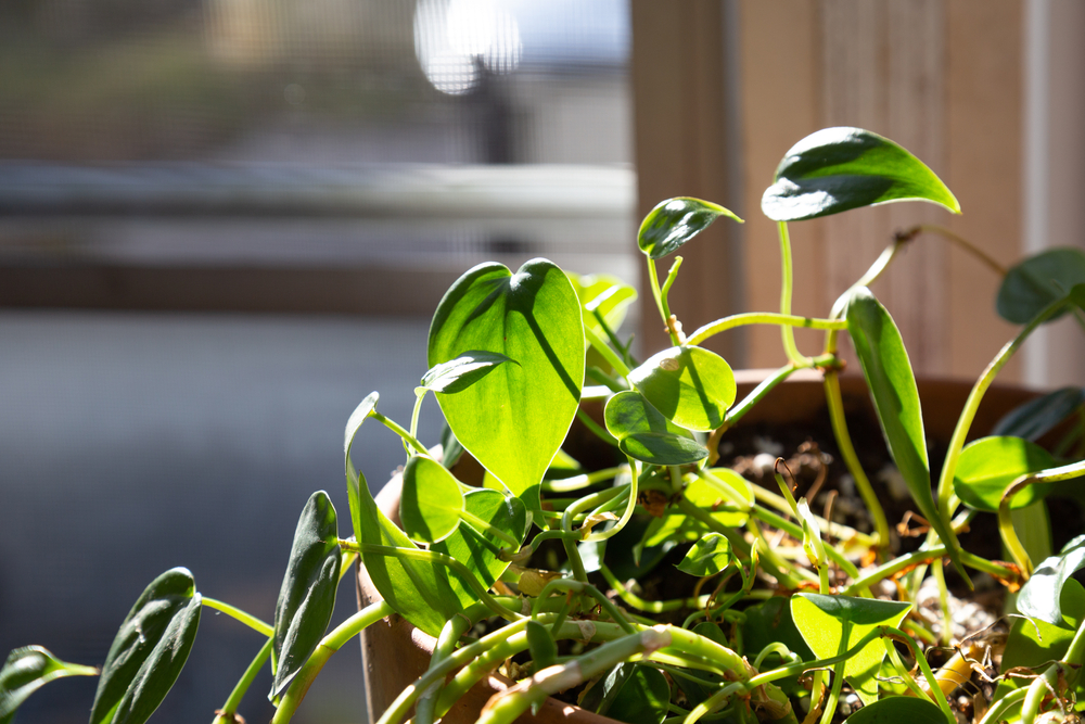 Philodendron indoor house plant heart shaped leaves in a flower pot in a window with sunshine 