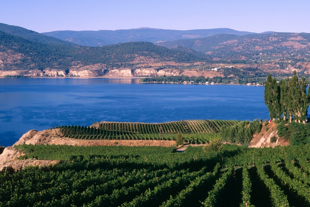 Landscape scenic view of a winery vineyard located in the Okanagan Valley on the Naramata Bench in Penticton, British Columbia, Canada.