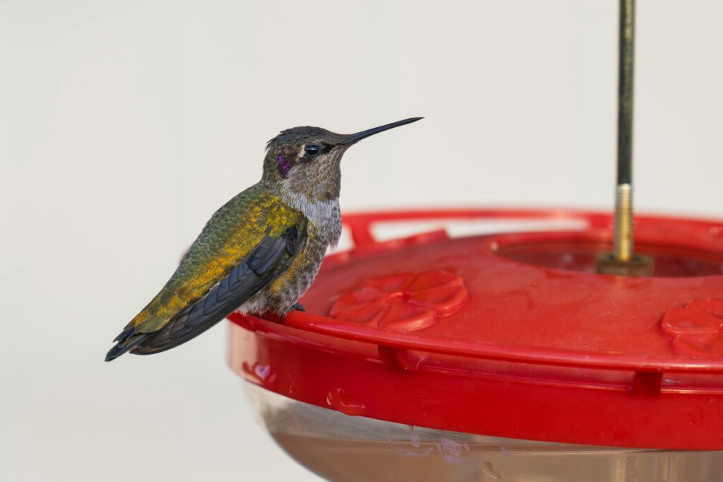 Anna's Hummingbird Perched on Feeder in Washington
