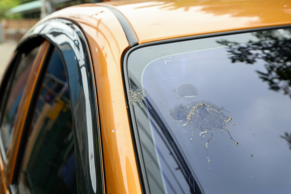Pigeon poo fall down on the car, take care and cleaning car concept