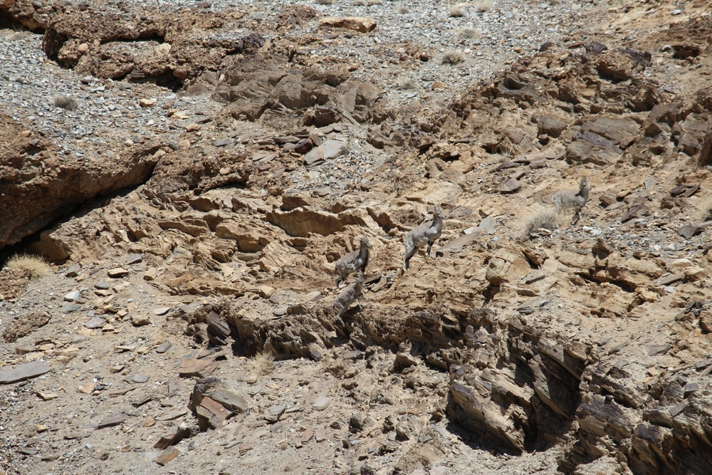 Tibetan blue sheep, camouflaged against the barren mountains of Ladakh, near Pangong Tso Lake