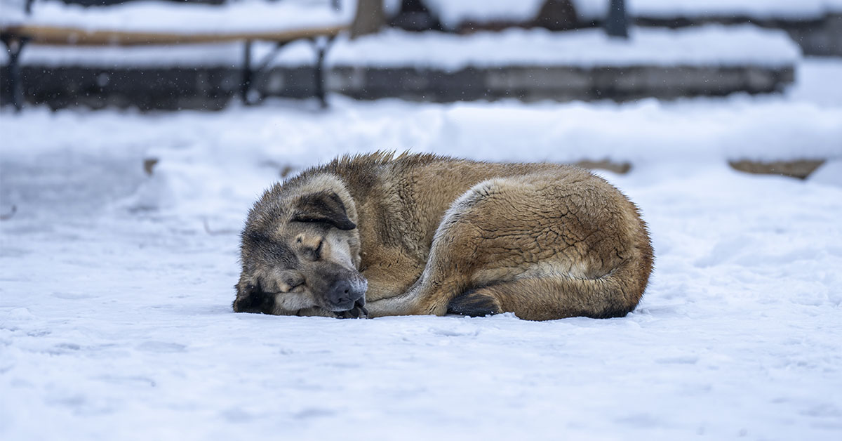 Woman Ends Marriage After Dogs Were Left in Freezing Cold