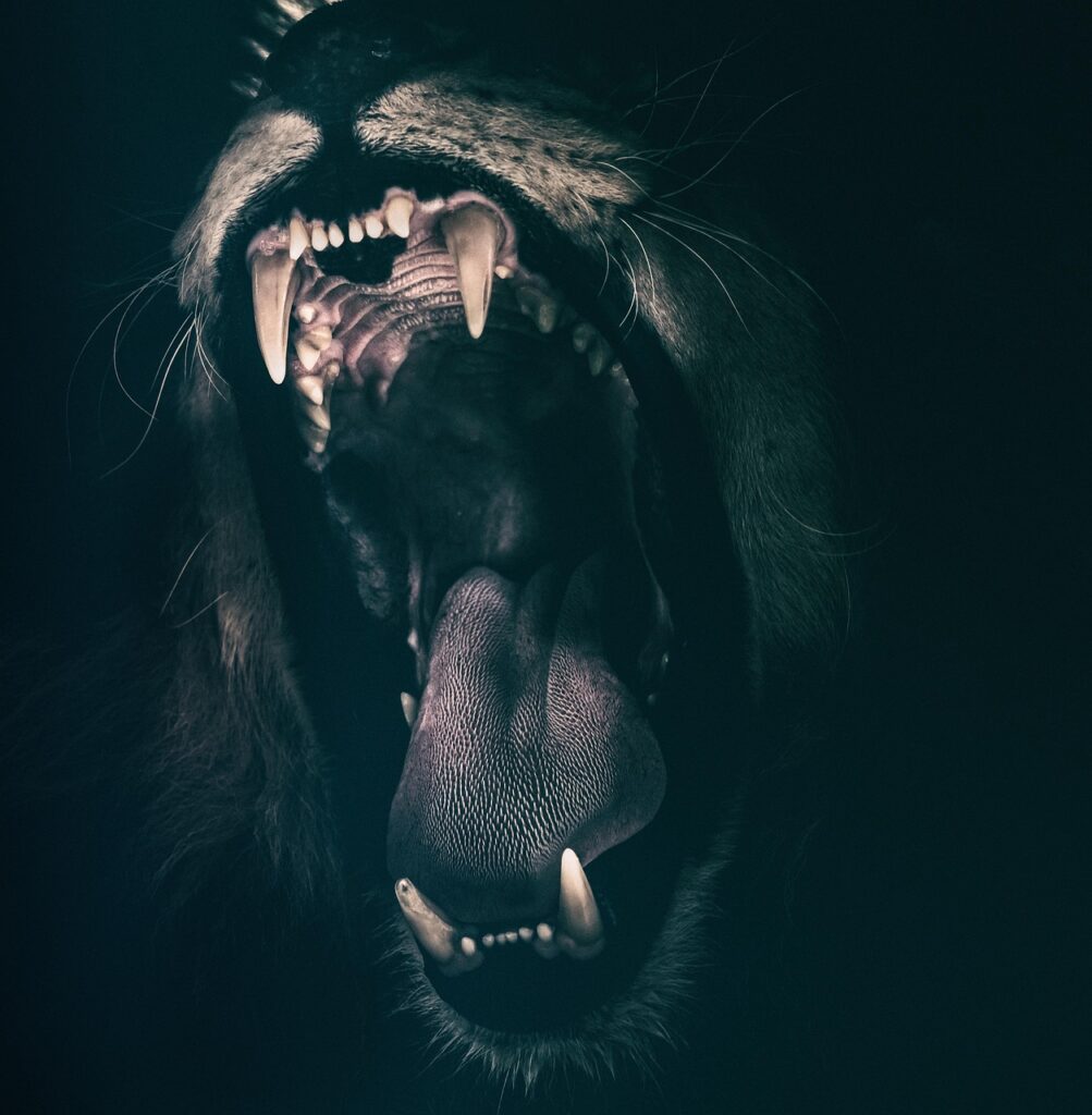 Dramatic close-up of a lion's open mouth mid-roar, teeth and tongue visible against a dark background, conveying raw power and aggression.