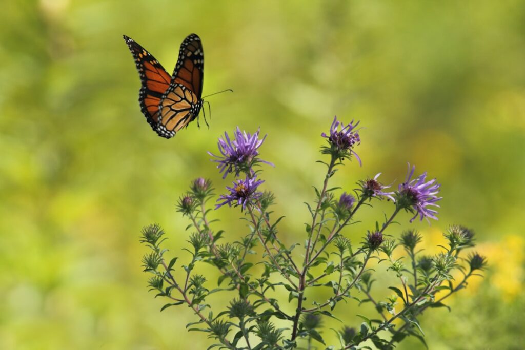 A monarch butterfly mid-flight approaches a cluster of purple wildflowers. Its orange and black wings are spread wide against a soft, blurred background of green and yellow summer foliage.