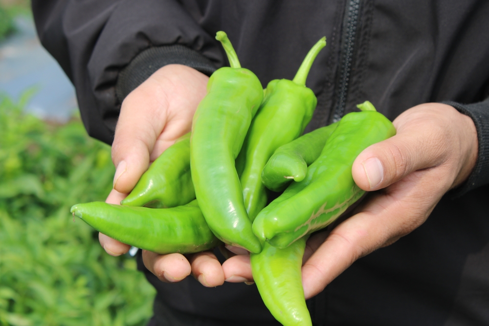 Many Hatch chili in Hand, green chile peppers