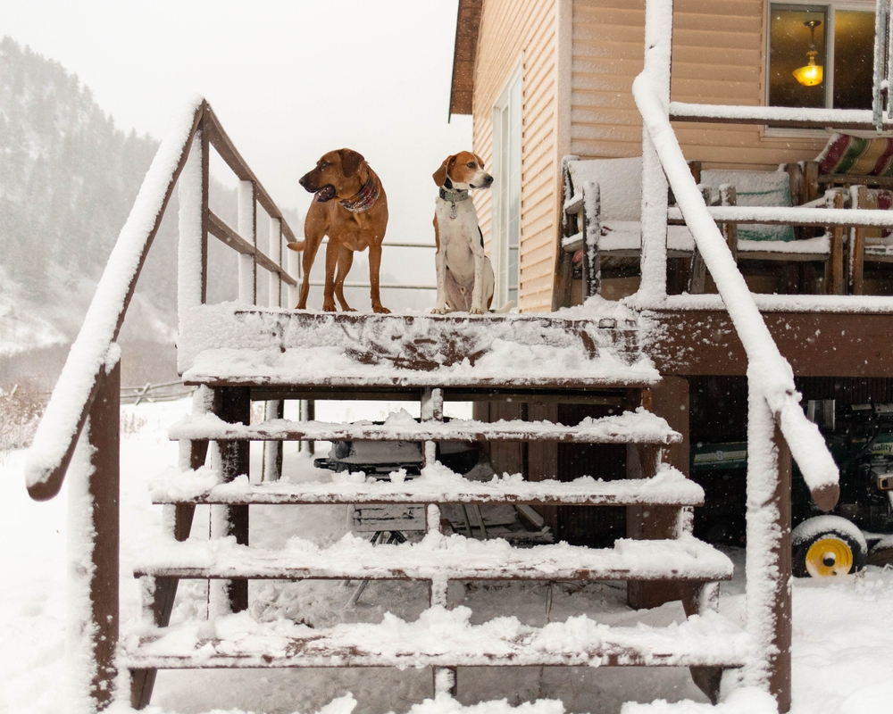 American Foxhound and Redbone Coonhound Mix at Cabin in Winter