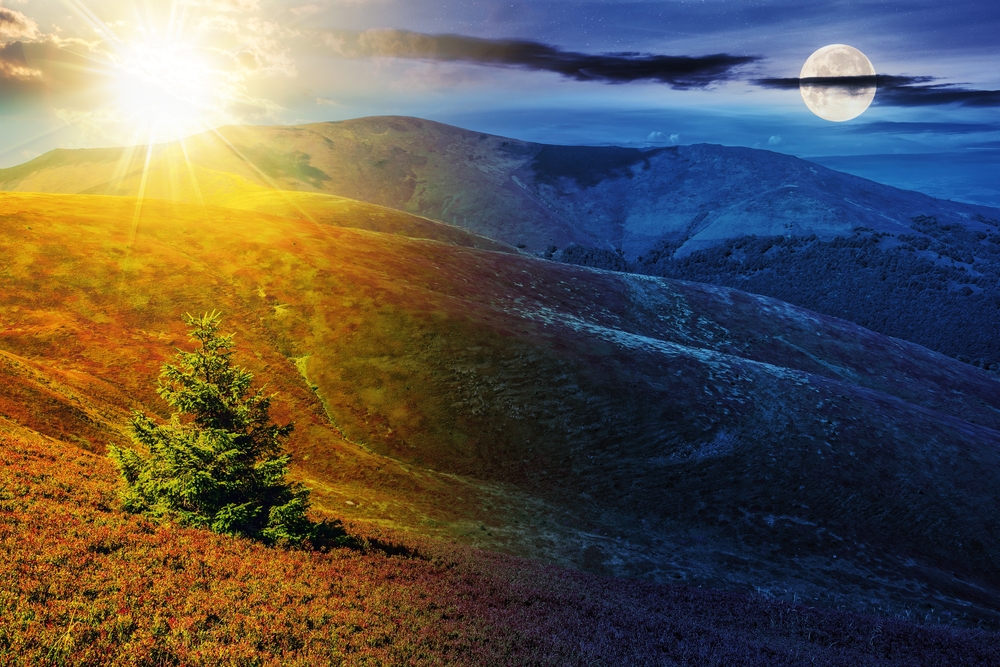 spruce tree on a hillside in summer with sun and moon at twilight. day and night time change concept. mountainous scenery in morning light