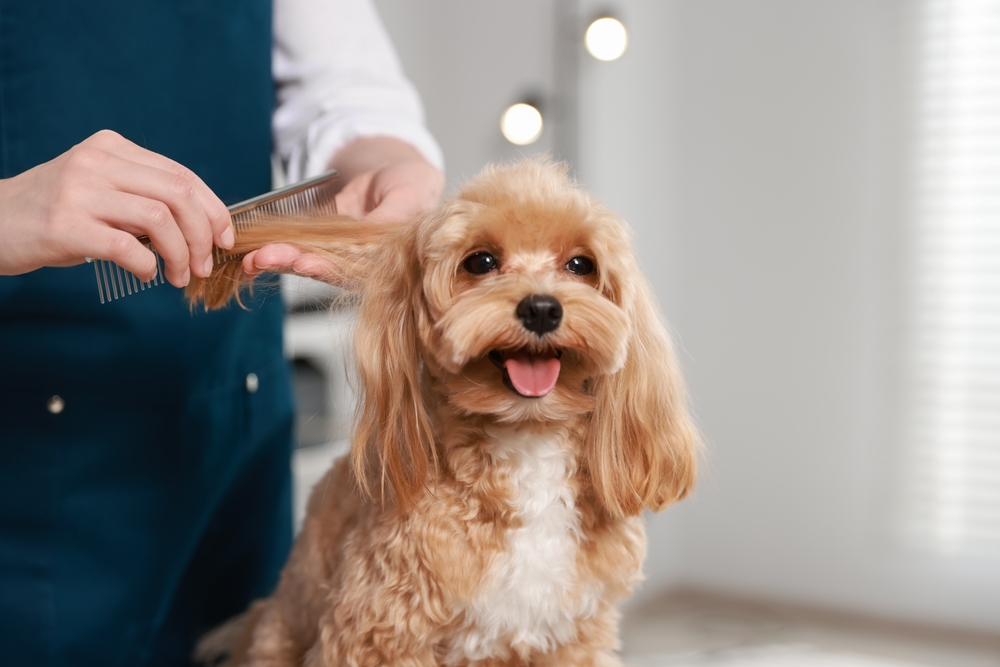 Woman brushing dog's hair with comb indoors, closeup. Pet grooming