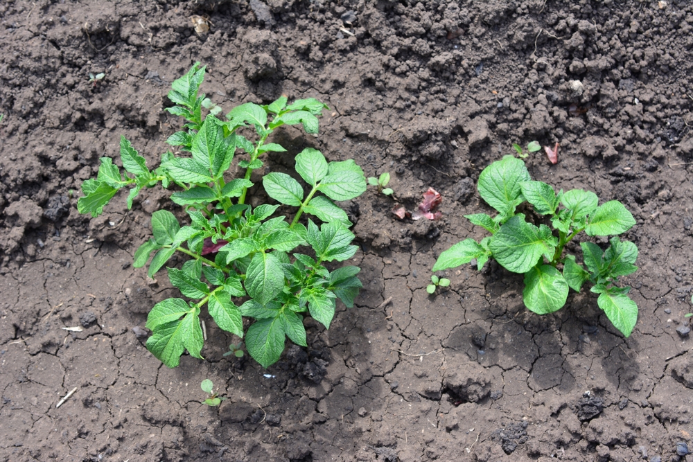 a potato seedlings on the ground close up