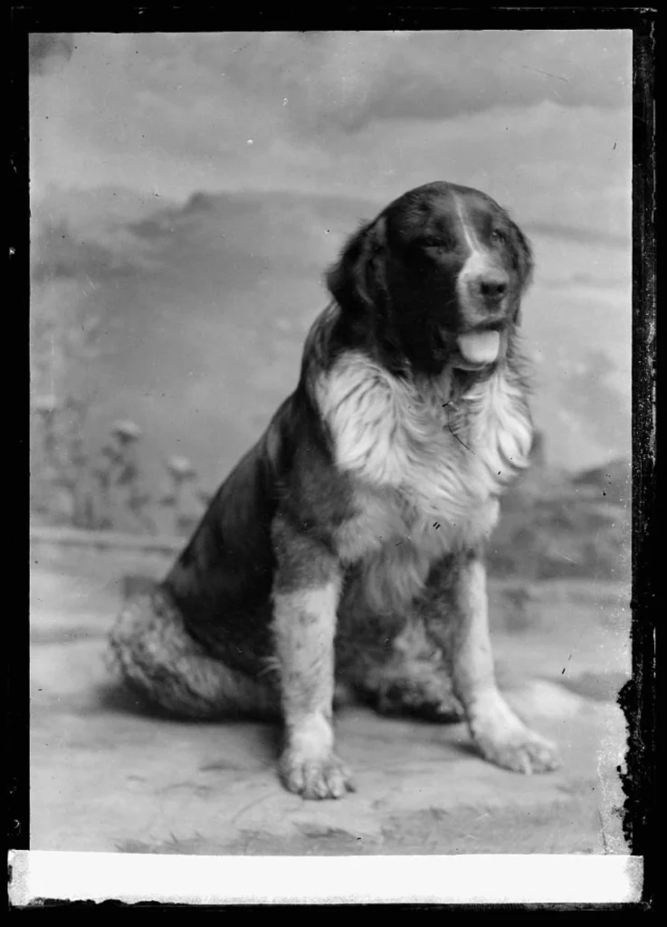 A vintage black-and-white studio portrait of a dog sitting upright against a painted backdrop.