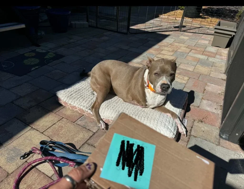 A pit bull rests on a blanket on a sunny patio next to a cardboard box with a handwritten note taped to it.