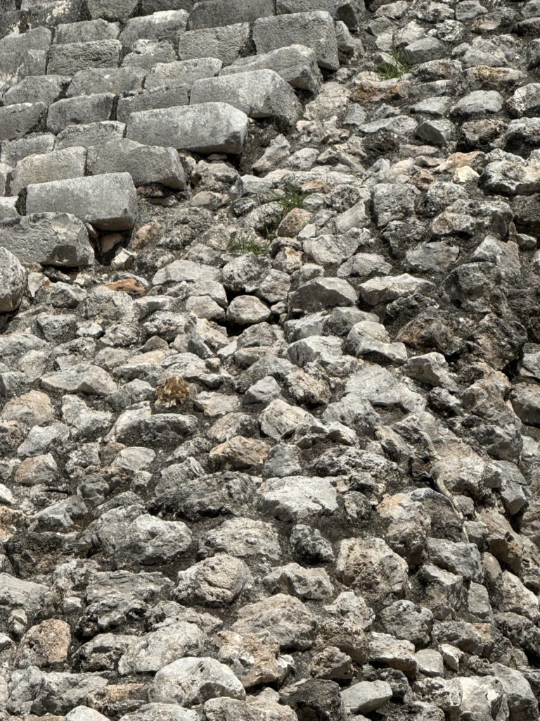 A wall of stones higing an Iguana amoungst them
