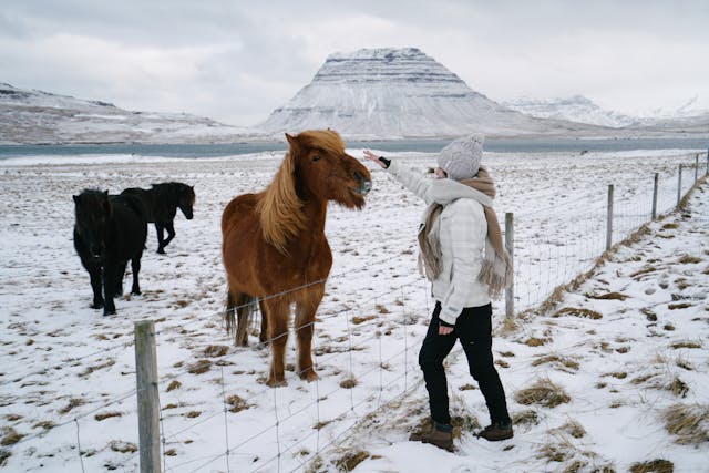 woman by horses in Iceland