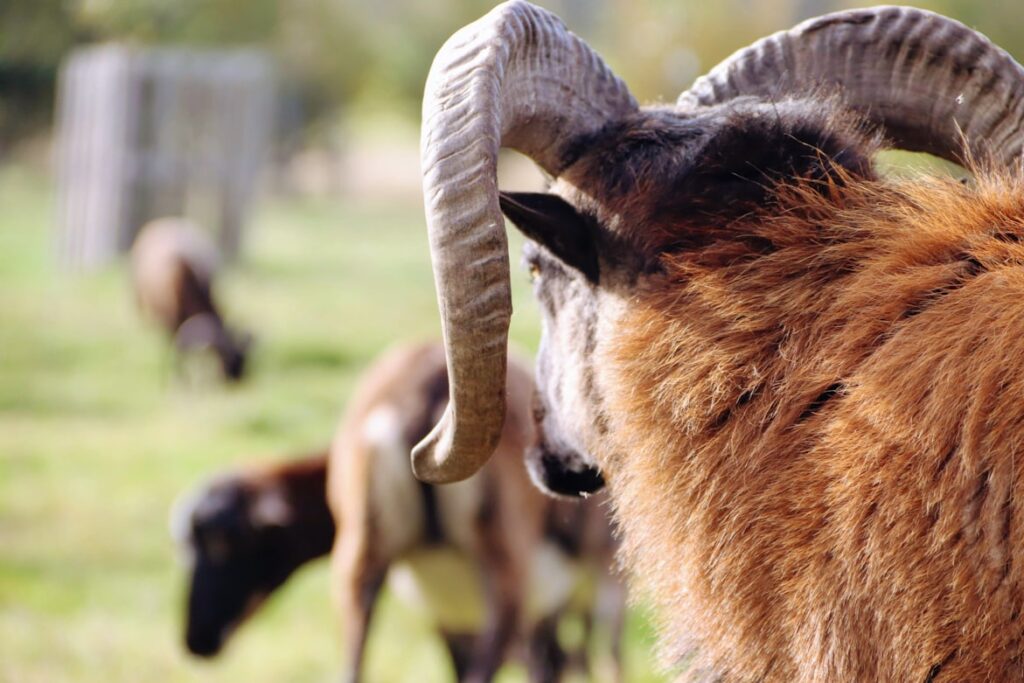 Close-up of a brown ram with large curved spiral horns, photographed from behind and to the side, with two other rams grazing on green grass in the soft-focus background.