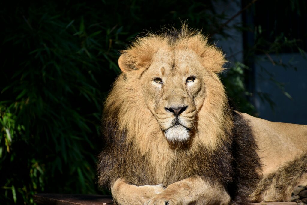 A young male lion lying down and facing the camera directly, with a full tawny mane and alert amber eyes, set against a dark background of green foliage.