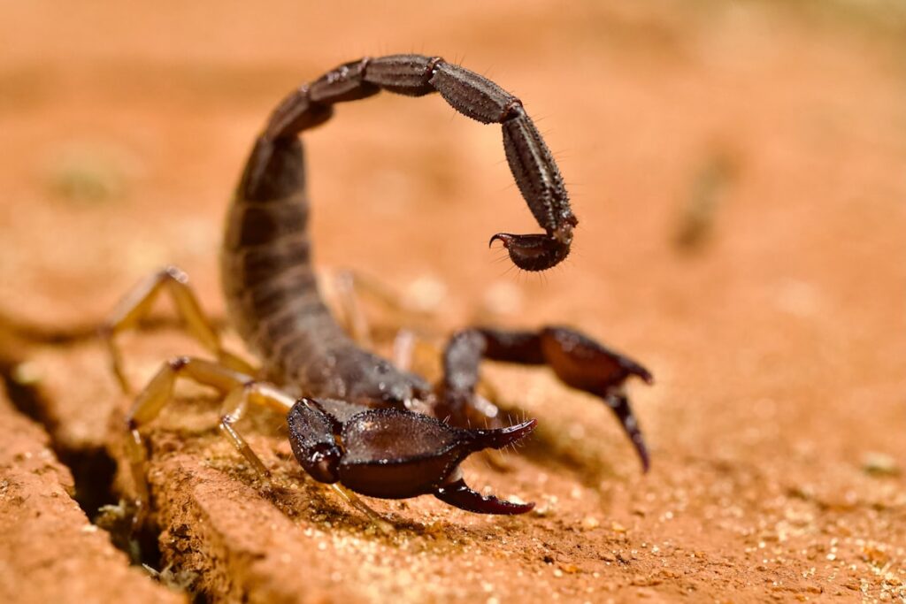 A dark brown scorpion photographed on red sandy ground, its segmented tail curled upward with the stinger raised, and its claws visible at the front.
