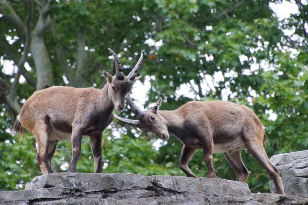 Two brown ibex standing on a flat grey rock with trees behind them, their heads lowered toward each other so their muzzles are nearly touching, the taller one bearing short curved antlers.