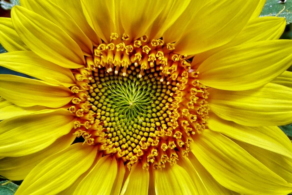 Macro close-up of a sunflower's center showing the golden-brown disk florets arranged in a Fibonacci spiral pattern, framed by bright yellow ray petals radiating outward.