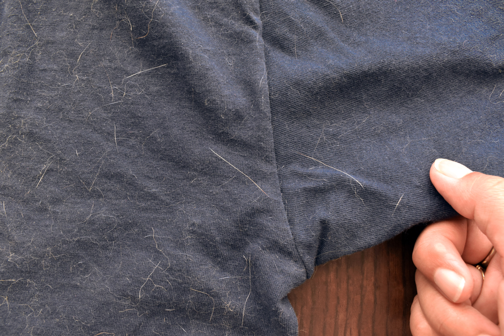 Cat or dog hair on T-shirt.  Concept of how to remove pet hair on clothes or fabric.
