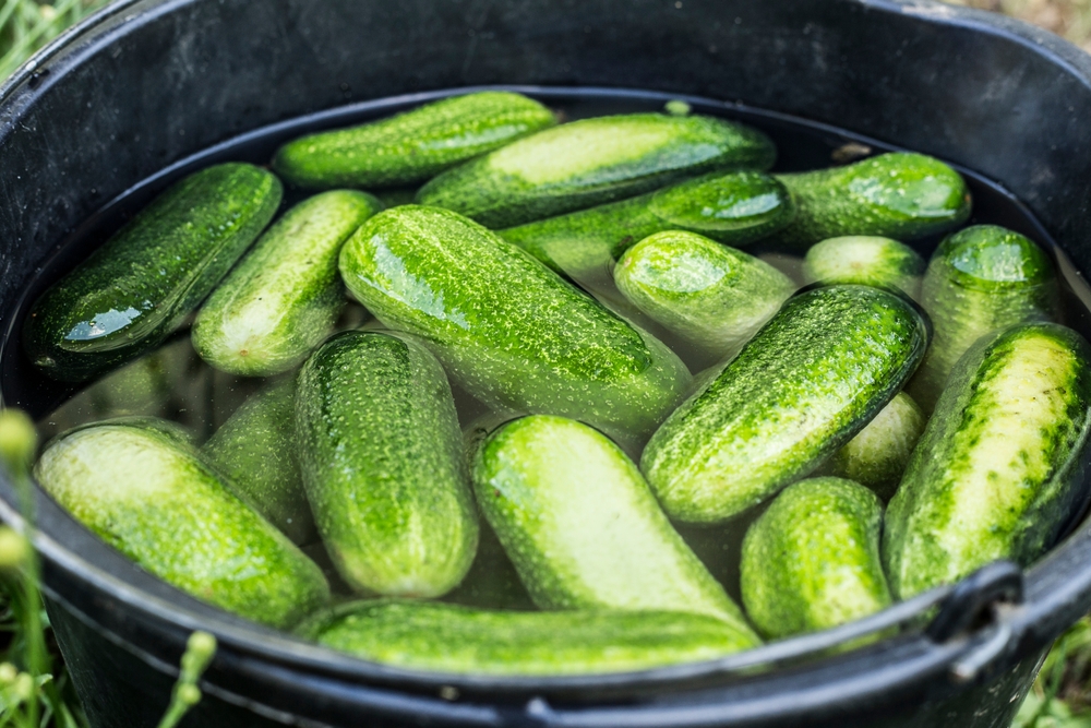 Soaking cucumbers in ice cold water for 4 to 5 hours before pickling gives nice crisp pickles. Home food hack.