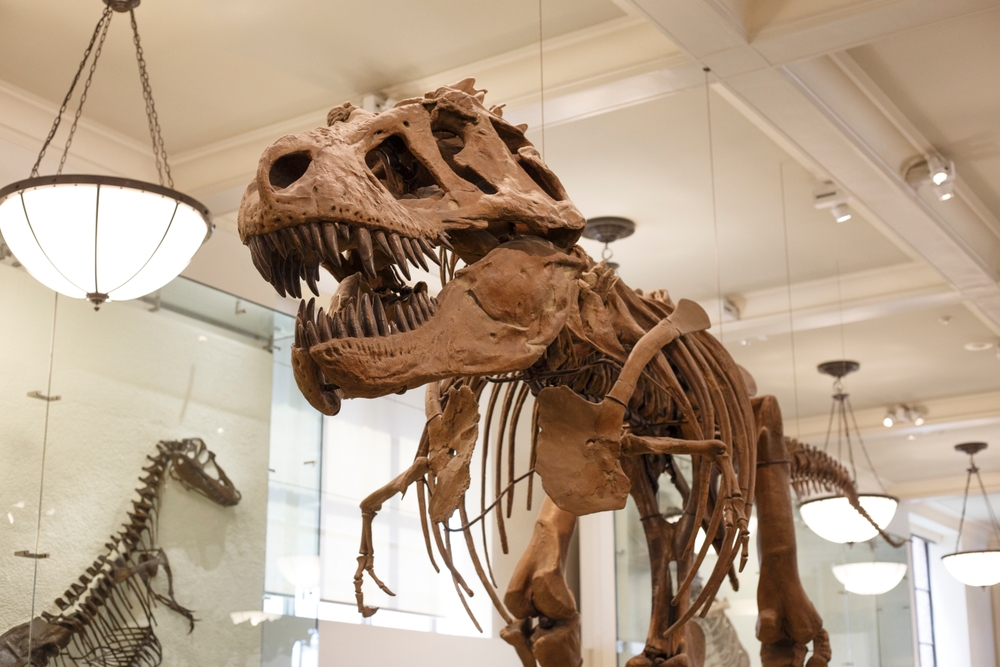 New York City, United States - June 15, 2023: Dinosaur fossil model in American Museum of Natural History	