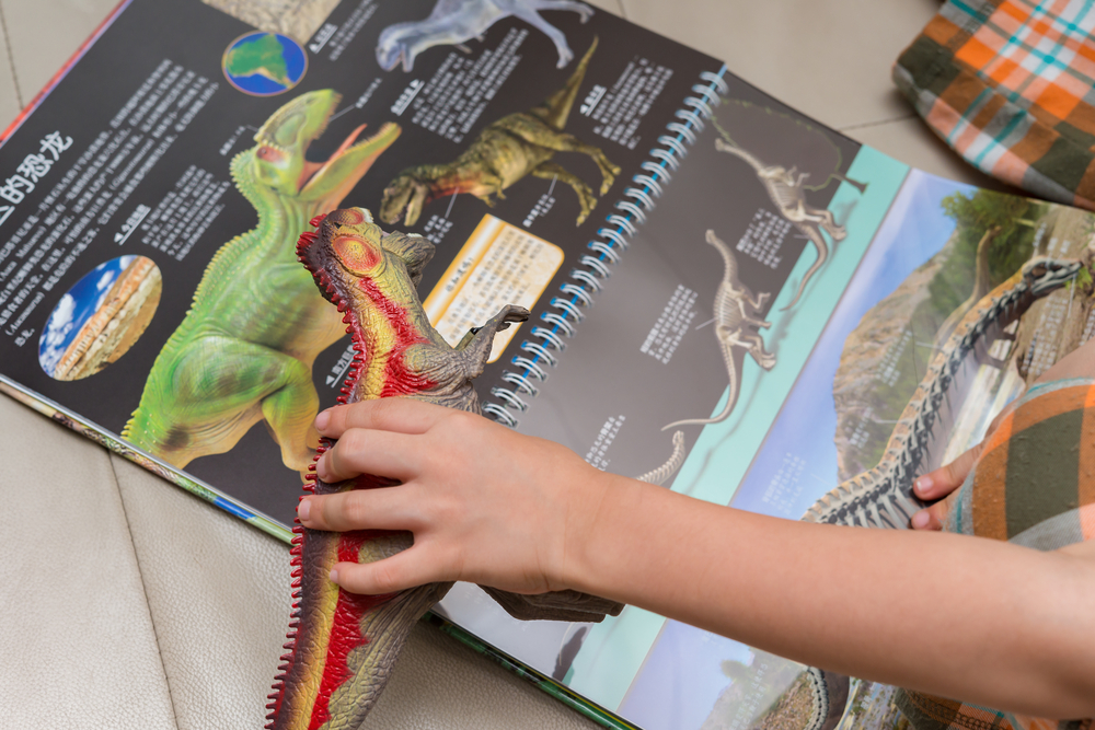 ZHONGSHAN CHINA-May 14:kid checking a Giganotosaurus toy against a book with details of the same dinosaur on May 14, 2017.